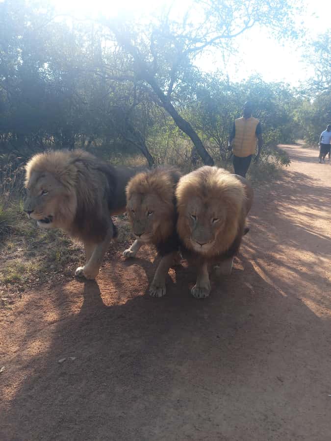 Johannesburg: Guided Walk with Lions in the African Bush - Price, Value, And What’s Included In The $246 Per Person
