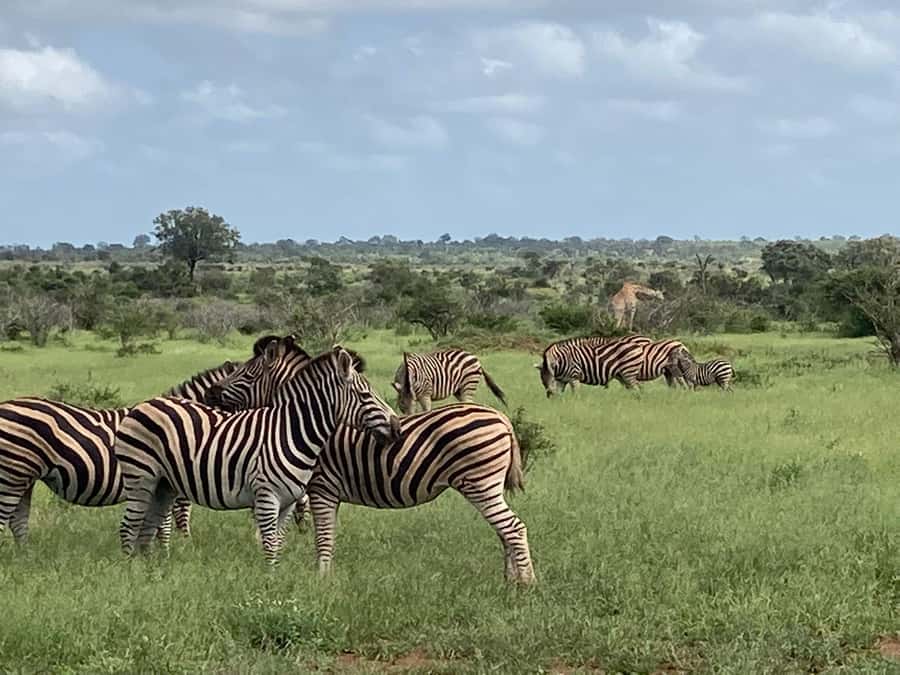 Johannesburg: Guided Walk with Lions in the African Bush - Who Should Book This Lion Walk, And Who Should Skip It