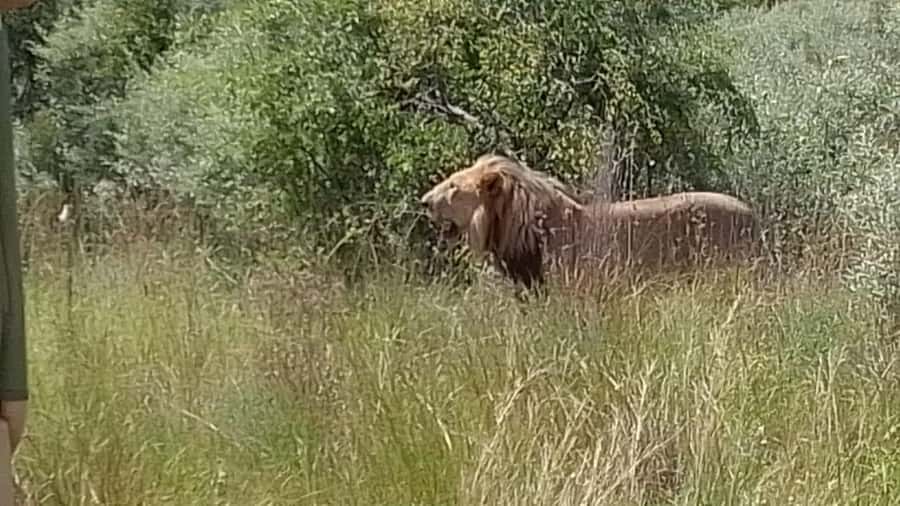 Johannesburg: Guided Walk with Lions in the African Bush - The Lion Bush Deck And Dam: Where Viewing Becomes Easier