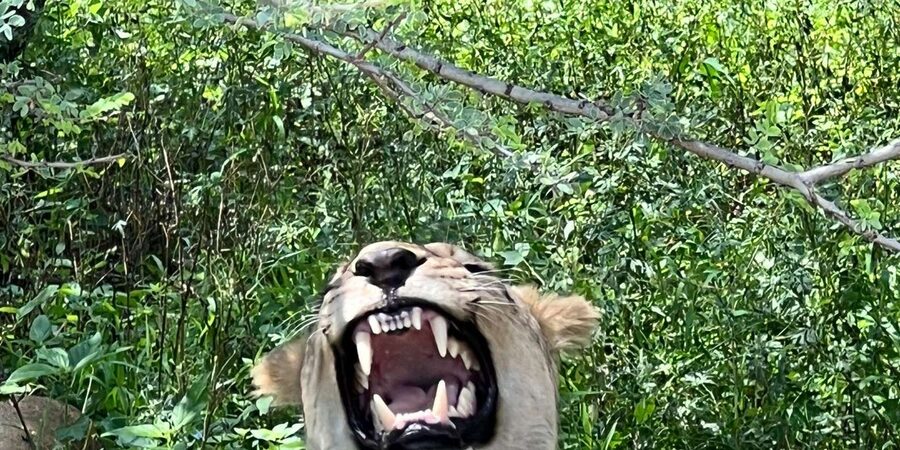 Johannesburg: Half-Day Big 5 Safari Tour - Key things I’d plan around before you go