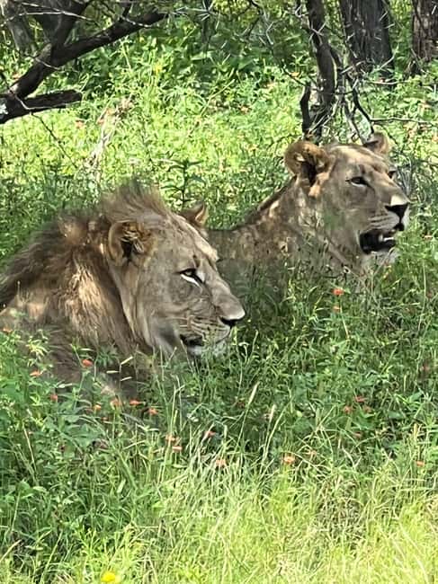 Johannesburg: Half-Day Big 5 Safari Tour - Why Dinokeng Works for a Big 5 Safari
