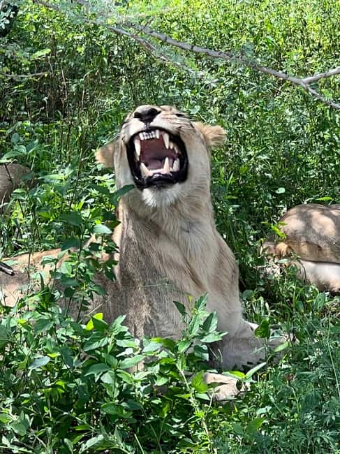 Johannesburg: Half-Day Big 5 Safari Tour - The 3-Hour Safari Game Drive: What You Actually Do