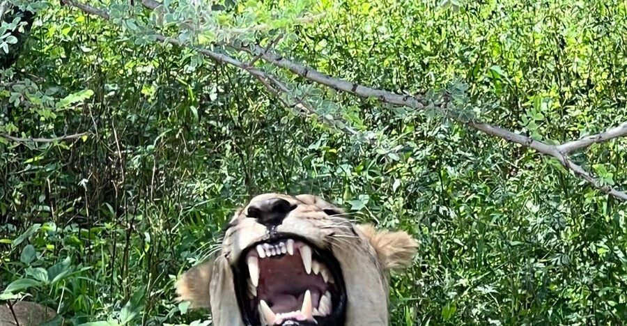 Johannesburg: Half-Day Big 5 Safari Tour - Open-Air Vehicle Reality Check: Clothing and Comfort