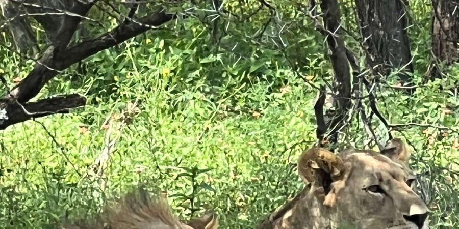 Johannesburg: Half-Day Big 5 Safari Tour - Who This Safari Best Fits