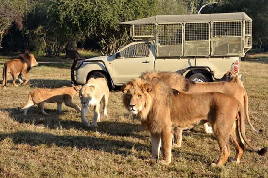 Johannesburg: Lion and Safari Park tour. Pick up Privately - Key Things Worth Knowing Before You Go