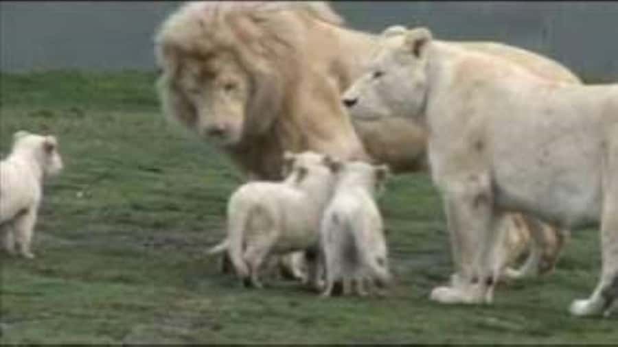 Johannesburg: Lion and Safari Park tour. Pick up Privately - Herbivores Like Zebra and Giraffe: Why These Sightings Matter