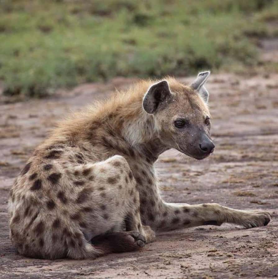 Johannesburg: Lion and Safari Park tour. Pick up Privately - Price and Value: What $143 Buys You (and What It Doesn’t)