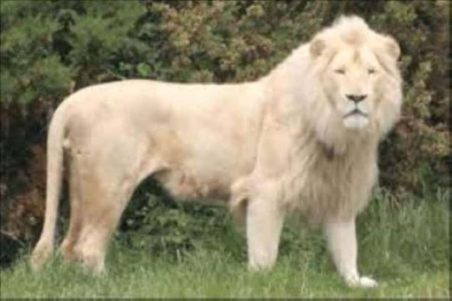 Johannesburg: Lion and Safari Park tour. Pick up Privately - Timing, Pickup Zones, and Who This Tour Fits Best