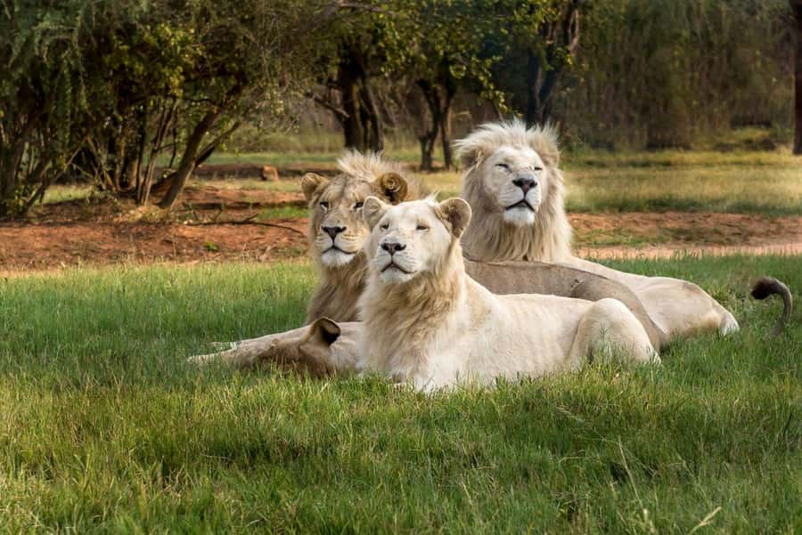 Johannesburg: Lion and Safari Park tour. Pick up Privately - Simple Rules That Can Affect Your Comfort