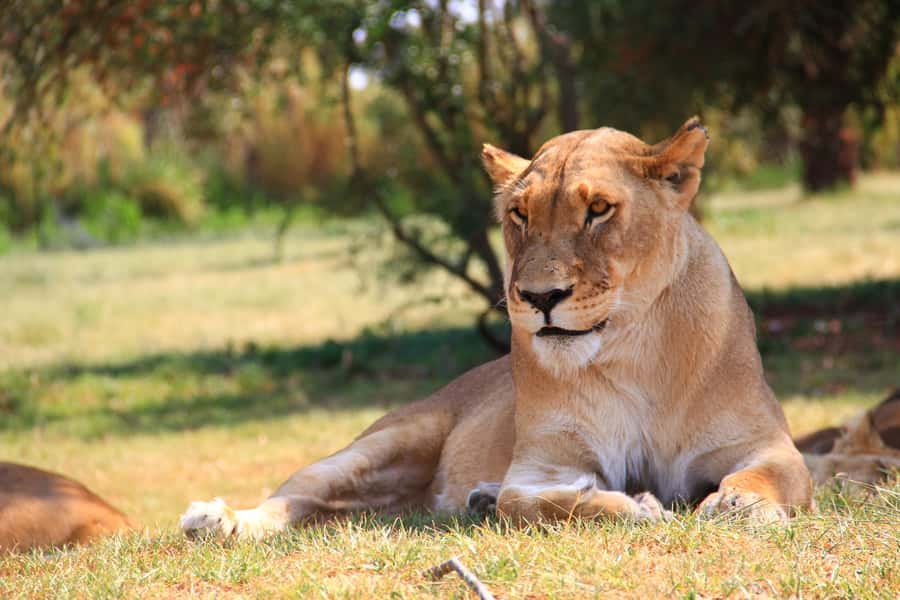Johannesburg: Lion Park Safari and Cultural Village Tour - Key highlights worth getting excited about