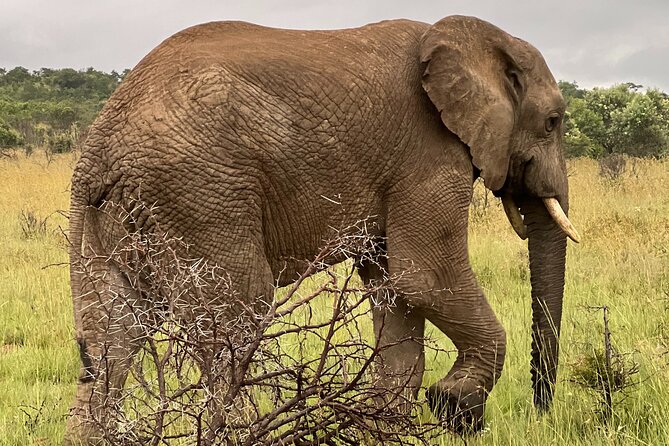 Johannesburg: Private Pilanesberg Park Game Drive Full Day Tour - Johannesburg to Pilanesberg starts with a 6:00 am Sandton pickup