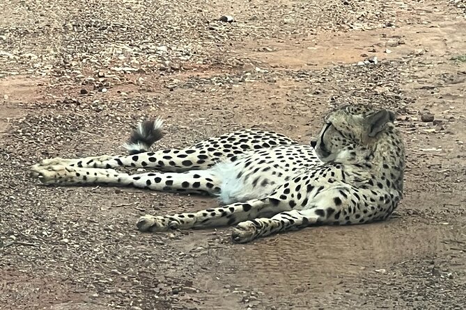 Johannesburg: Private Pilanesberg Park Game Drive Full Day Tour - Entering the reserve and starting the 3-hour open game drive