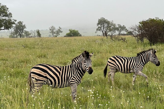 Johannesburg: Private Pilanesberg Park Game Drive Full Day Tour - Buffet lunch at Bakubung Bush Lodge: the watering hole view is the point