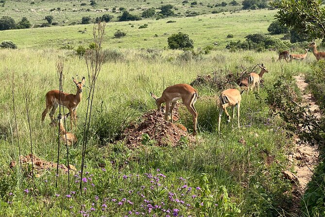 Johannesburg: Private Pilanesberg Park Game Drive Full Day Tour - What $179.59 buys you, and when it is great value