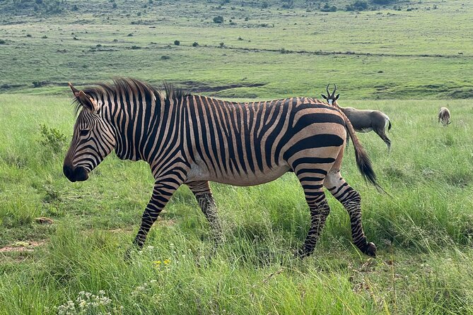 Johannesburg: Private Pilanesberg Park Game Drive Full Day Tour - How the day fits real life: the family-friendly rhythm