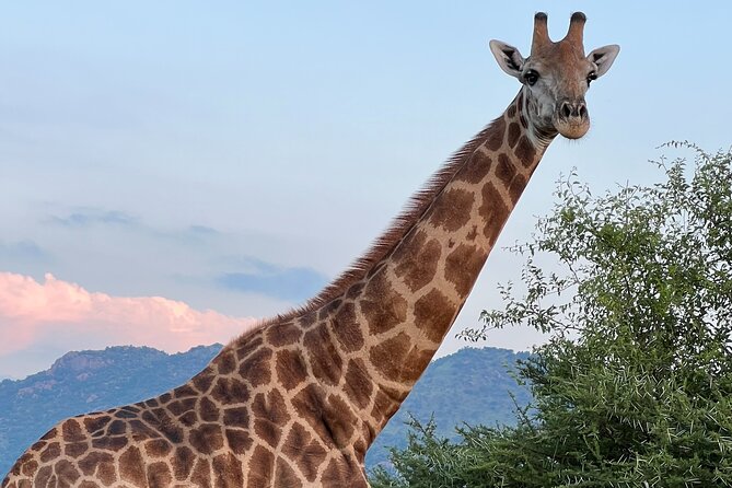 Johannesburg: Private Pilanesberg Park Game Drive Full Day Tour - The 4x4 transfer to Pilanesberg: comfortable ride, traffic reality