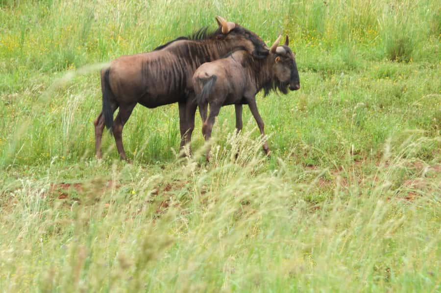 Johannesburg: Rhino and Lion Nature Reserve Safari - Rhino and Lion Nature Reserve safari: what makes it feel worth 4.5 hours