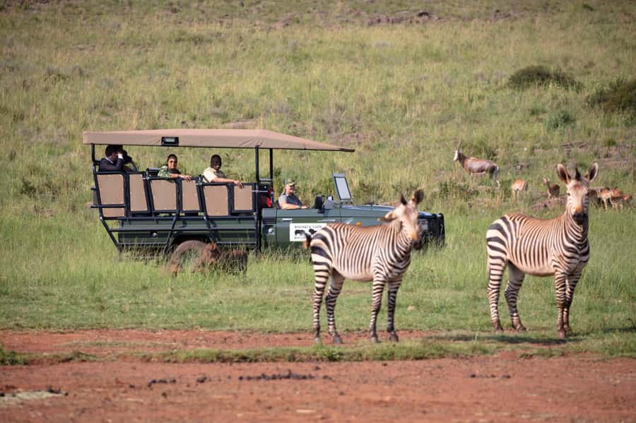 Johannesburg: Rhino and Lion Nature Reserve Safari - Spotting lions, white rhinos, and wild dogs: what to expect on the drive
