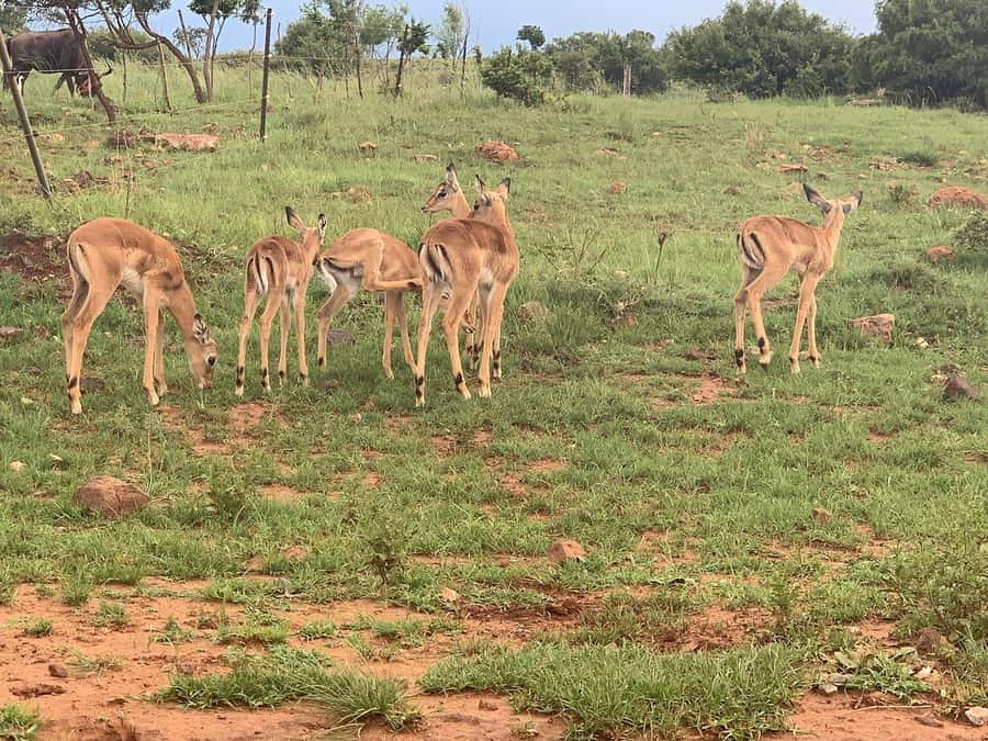Johannesburg: Rhino and Lion Nature Reserve Safari - Why the guide matters (and what to do so you get the most out of it)