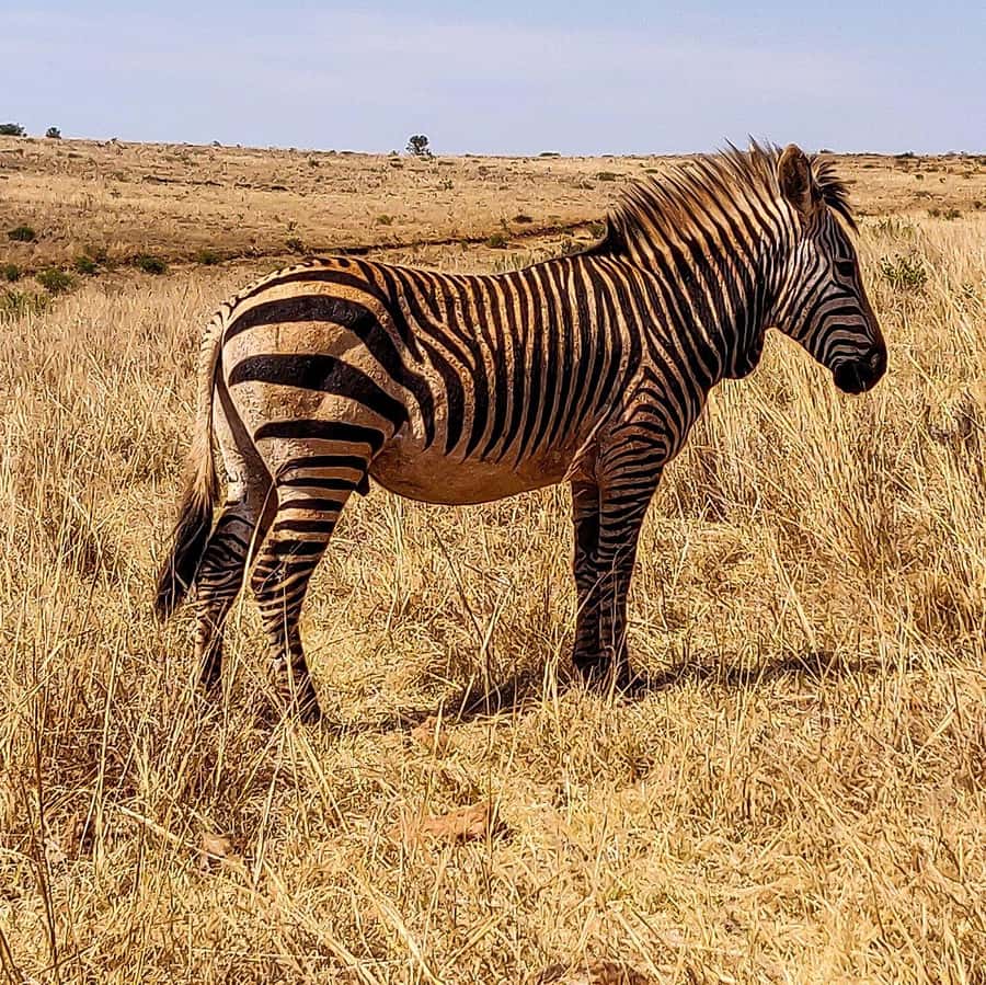 Johannesburg: Rhino and Lion Nature Reserve Safari - Should you book? My quick decision guide