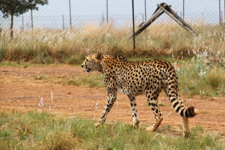 Johannesburg: Rhino and Lion Nature Reserve Safari - The open safari vehicle game drive: how you’ll experience wildlife here