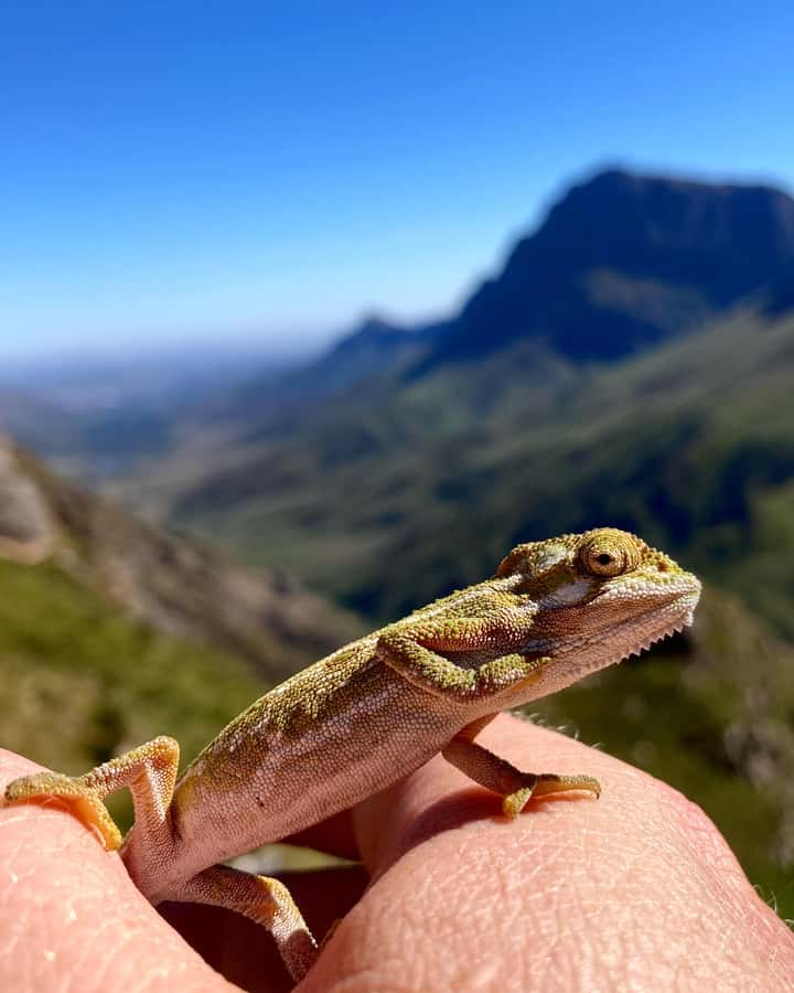 Jonkershoek Nature Reserve: Guided Panorama Trail Hike - Waterfalls and clear streams, but plan your stops smart