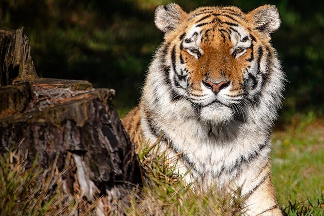 Jukani Wildlife Sanctuary Admission with Guided Tour - The 90-minute walking safari at Jukani Wildlife Sanctuary