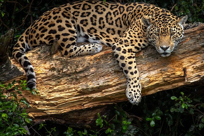Jukani Wildlife Sanctuary Admission with Guided Tour - Photography at Jukani: close views and real viewing decks