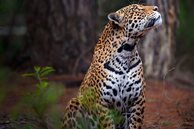 Jukani Wildlife Sanctuary Admission with Guided Tour - Rescue stories, conservation context, and why the guide matters