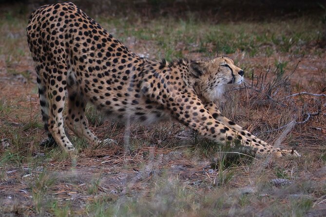 Jukani Wildlife Sanctuary Admission with Guided Tour - Small-group energy: asking questions without the rush