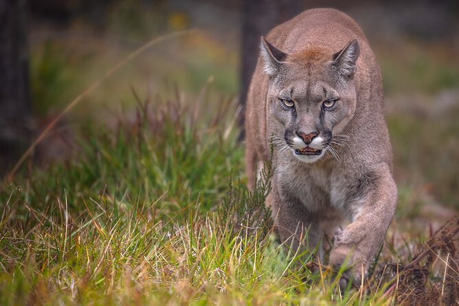 Jukani Wildlife Sanctuary Admission with Guided Tour - Practical info you will care about on the day