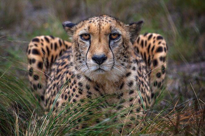Jukani Wildlife Sanctuary Admission with Guided Tour - Timing matters: late afternoon tends to pay off