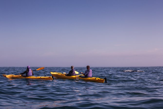 Kayak Chapman's Peak and Karbonkelberg in Hout Bay - Wildlife spotting odds: birds, sunfish, dolphins, and whales