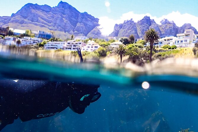 Kelp Forest Snorkeling in Cape Town - Key highlights