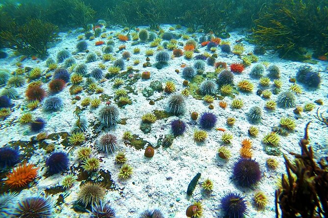 Kelp Forest Snorkeling in Cape Town - What you can spot under the kelp canopy