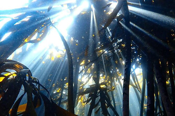 Kelp Forest Snorkeling in Cape Town - How the 3.5 hours usually feels, from briefing to debrief
