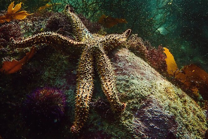 Kelp Forest Snorkeling in Cape Town - What is included, what you need to plan for, and value