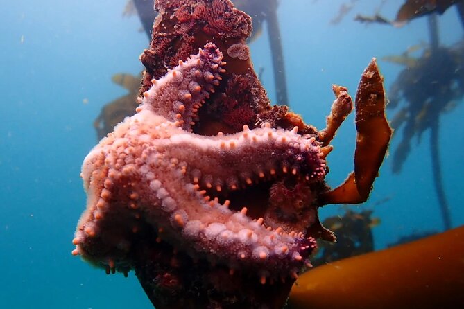 Kelp Forest Snorkeling in Cape Town - Who this kelp forest snorkeling trip is best for