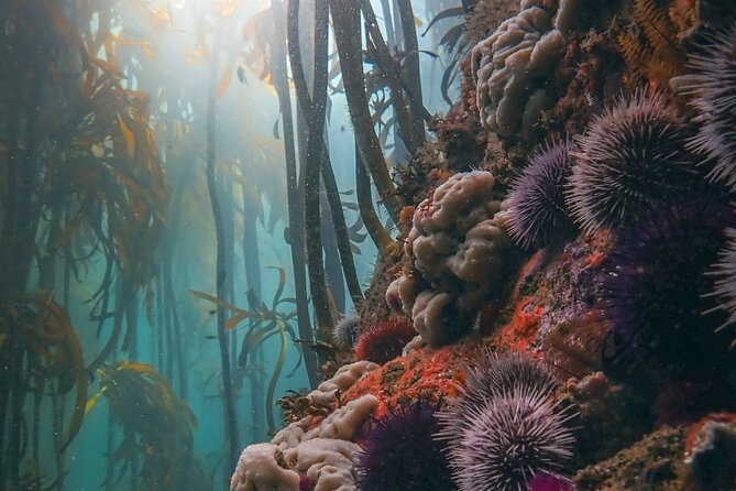 Kelp Forest Snorkeling in Cape Town - Weather-dependent location, selected for visibility and calm