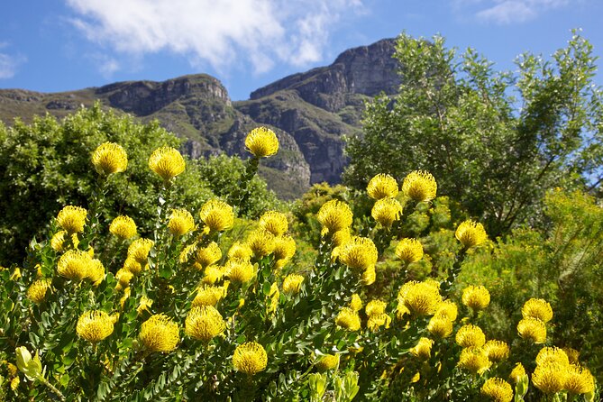 Kirstenbosch Garden, Bo-Kaap-Penguins & Cape of Good Hope Tour - Starting in Cape Town Central: Pickup That Actually Works