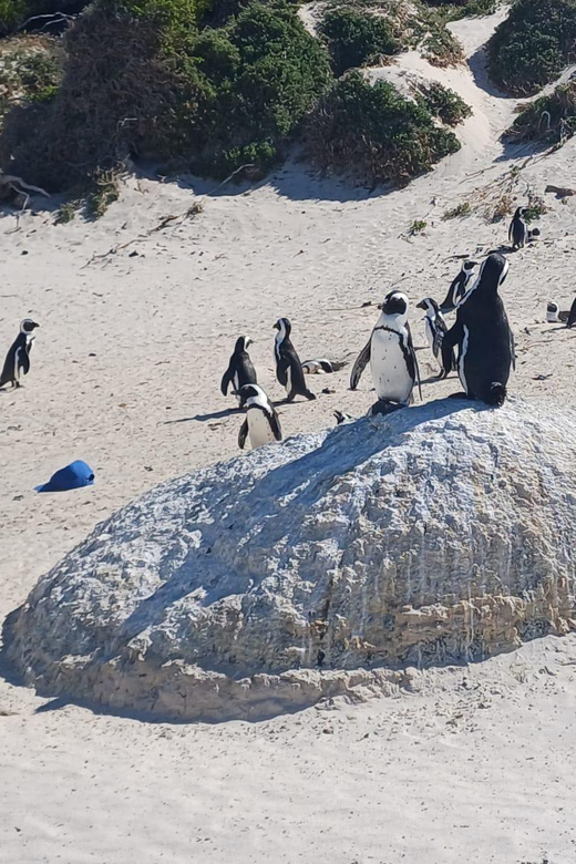 Kirstenbosch Garden, Bo-Kaap-Penguins & Cape Peninsula Tour - Dias Cross, Vasco da Gama Cross, Ostrich Farm, and the Cape Point Loop
