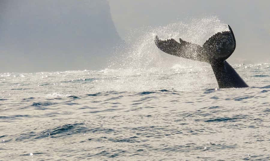 Knysna: Close Encounter Whale Watching Tour by Boat - Price and value for a 2-hour close encounter