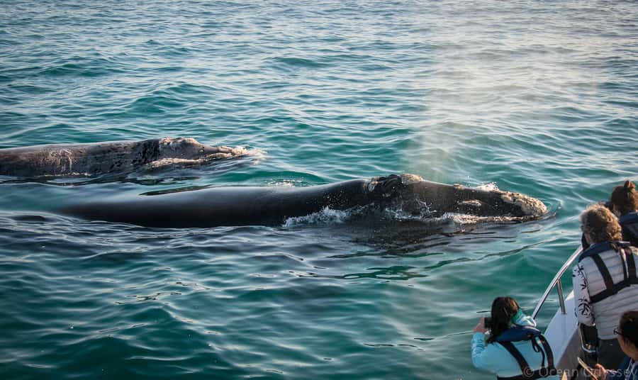 Knysna: Close Encounter Whale Watching Tour by Boat - How the whale spotter works, and why it changes everything