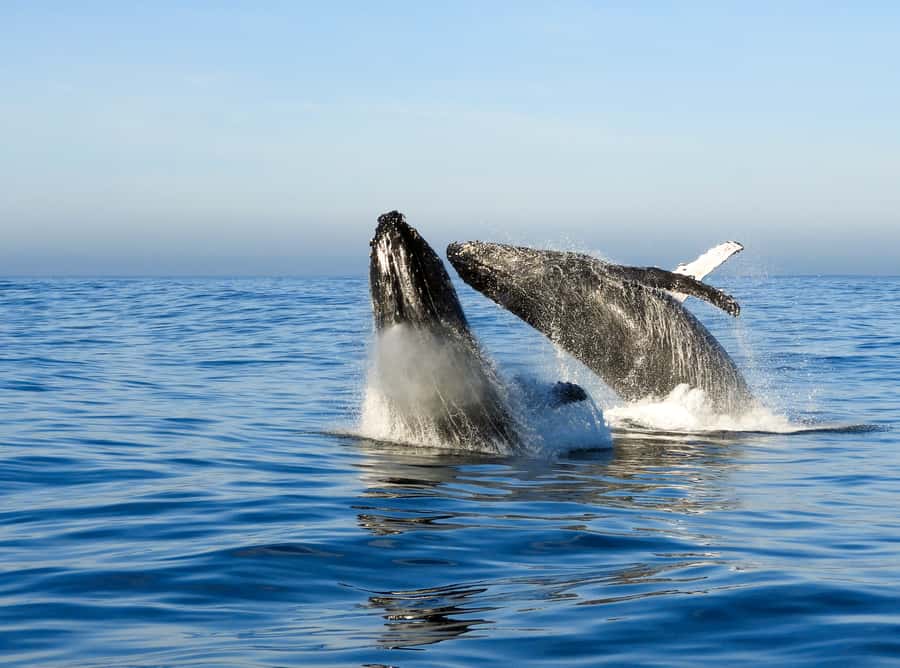Knysna: Close Encounter Whale Watching Tour by Boat - What you are most likely to see: humpbacks, southern right whales, and friends