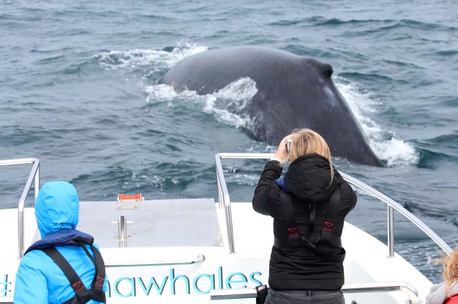 Knysna: Close Encounter Whale Watching Tour by Boat - Time on the water: what “2 hours” feels like in real terms
