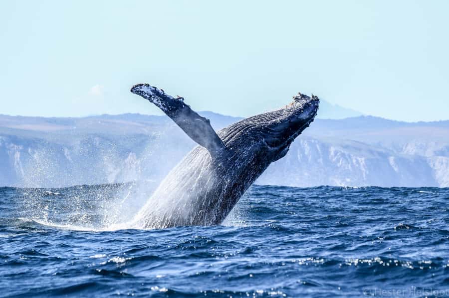 Knysna: Close Encounter Whale Watching Tour by Boat - Comfort, safety, and what you should bring for a better day