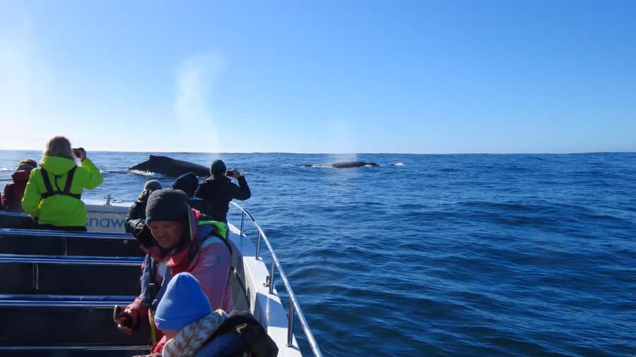 Knysna: Close Encounter Whale Watching Tour by Boat - Rules onboard: what is not allowed (so you can plan ahead)