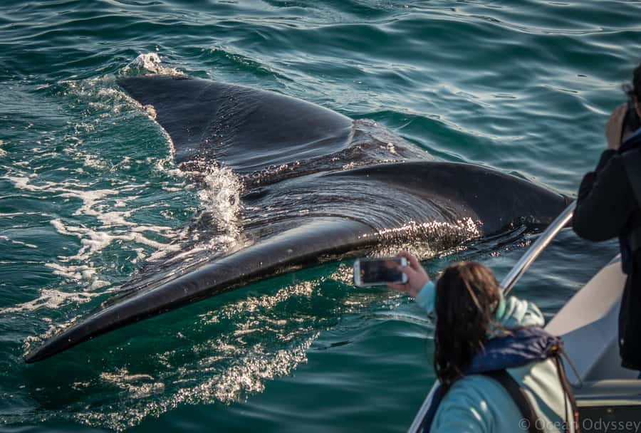 Knysna: Close Encounter Whale Watching Tour by Boat - Who this tour suits best in Knysna