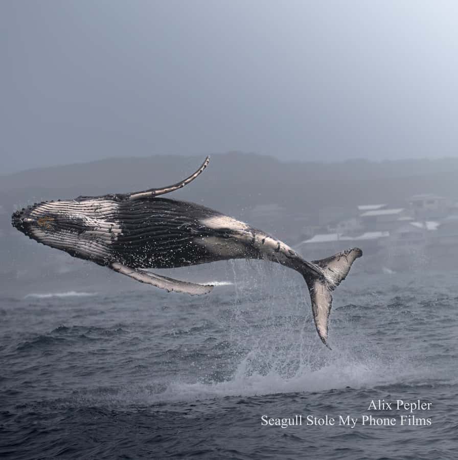 Knysna: Close Encounter Whale Watching Tour by Boat - Thesen Island to Knysna Heads: the ride that is part of the show