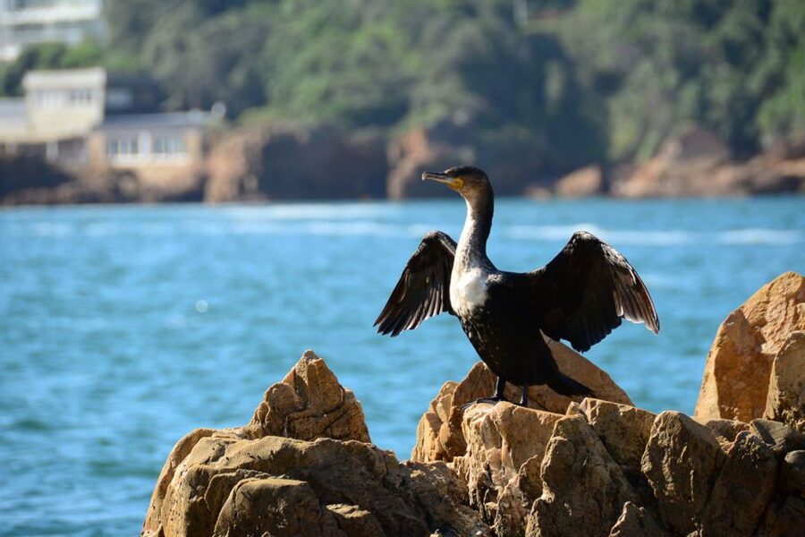 Knysna Heads and Estuary Adventure - Key Things You Should Notice Before You Go